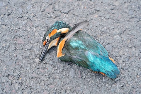 A kingfisher (Alcedo atthis) lies dead on a road, a roadkill victim, North Rhine-Westphalia,