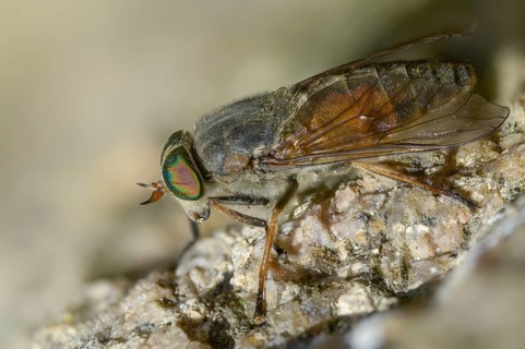 Brake spec., hybomitra spec., diptera, insects, two-winged birds