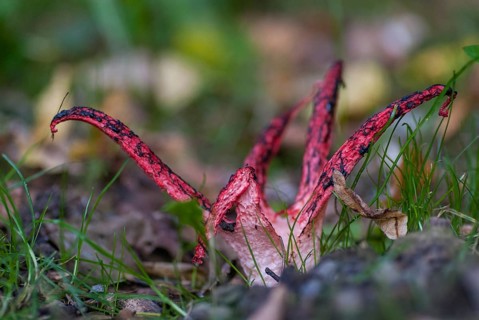 Anthurus archeri, clathrus, clathrus archeri, grids, phallales, stinkmorel-like, squid mushroom,