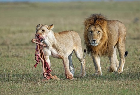 A lioness and a lion (Panthera leo) with the remains of their prey, Maasai Mara Game Reserve, Kenya