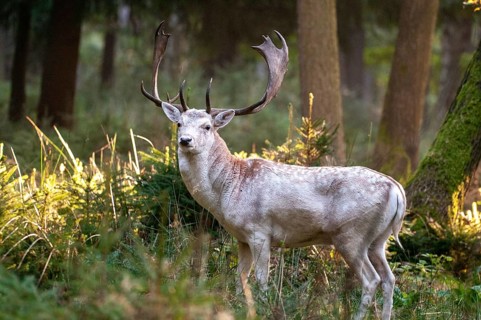 Dama dama, fallow deer, fallow deer, mammals, shovelers, mammals