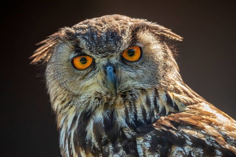 Bubo Bubo, Eagle Owl, Eagle Owl, Birds, Owls, Strigiformes, Birds