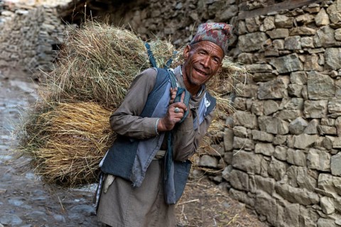 Portrait of elderly Nepali carrying a bundle of hay or straw, Hindu ethnic group, Himalayas, Humla