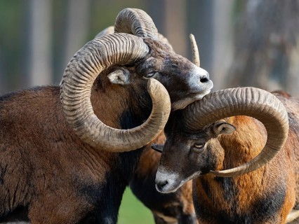 Two grouches have wedged their horns, North Rhine-Westphalia, Germany