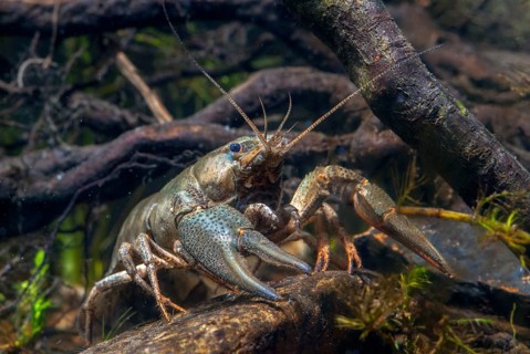Astacus astacus, crayfish, European crayfish, European crayfish, crayfish, arthropods, crabs,