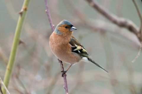 Chaffinch, Fringilla Coelebs, Birds, Male, Passeri, Songbirds, Birds