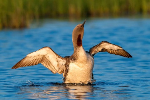 Finland, Gavia Stellata, Red-Throated Diver, Star Diver, Birds, Diver, Gaviidae, Grebe, Loons,