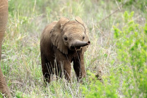 African elephant (Loxodonta africana), calf, baby, sniffing, spotting, Kruger National Park, Kruger