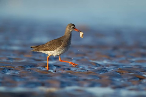 Common redshank (Tringa totanus) adult wading bird with food in its beak running on a beach,