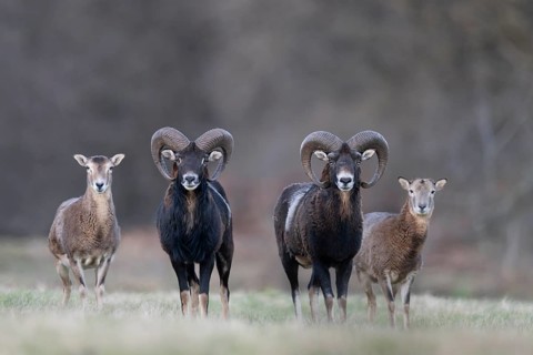 Mouflon (Ovis gmelini), Bitburg, Rhineland-Palatinate, Germany