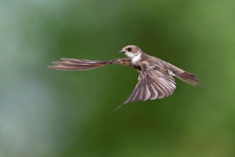 Sand martin (Riparia riparia), in flight, Reussegg nature reserve, Canton Aargau, Switzerland