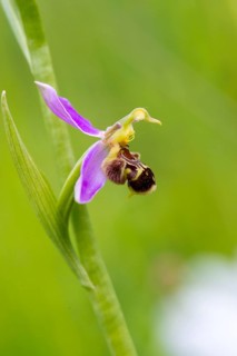 Bee ragwort, ophrys apifera, orchidaceae, orchids, orchid, bee orchid, flora, high size, vertical
