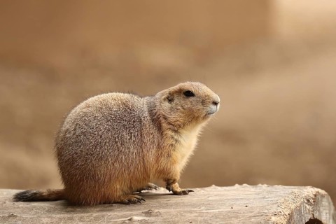 A prairie dog sits on a tree trunk against a blurred background in shades of sand, a black-tailed