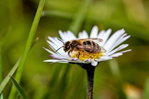Side view of a bee resting on a daisy, a garden leaf-cutter bee near Herleshausen in Germany