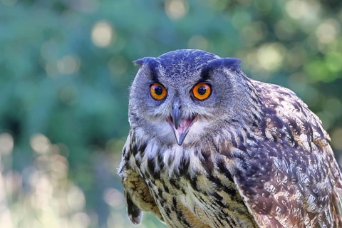 Eurasian eagle-owl (Bubo bubo), animal portrait, Rhineland-Palatinate, Germany