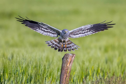 Montagu's harrier (Circus pygargus) adult male landing with open wings on wooden post in wheat