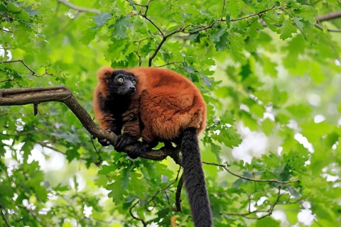 Red ruffed lemur (Varecia rubra), adult, on a tree, alert, Madagascar