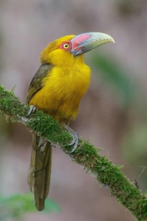 Saffron Toucanet (Pteroglossus bailloni) perched on a branch in the Atlantic rainforest of
