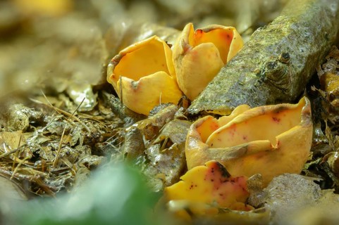 Aleuria onotica, donkey ear, otidea abietina, otidea onotica, peziza onotica, reddish earling,