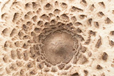 Parasol mushroom (Macrolepiota procera) close up of a fungi, Suffolk, England, United Kingdom
