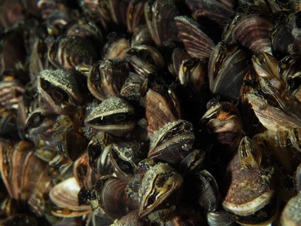 Close-up of closely clustered quagga mussels (Dreissena rostriformis bugensis), an invasive
