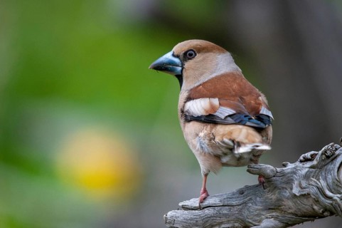 2010, Brandenburg, Coccothraustes Coccothraustes, Germany, Hawfinch, Kernbeisser, Nabu, national