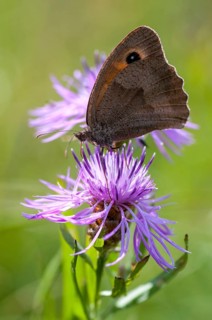 Large ox eye, maniola jurtina, meadow brown, butterfly, high size, portrait, insects, butterfly,