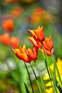 Red tulips (Tulipa) in bloom in spring, Bavaria, Germany