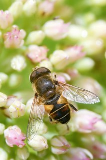 Eoseristalis interrupta, Eristalis interrupta, Eristalis interruptus, groin-wedge-spotted hoverfly,
