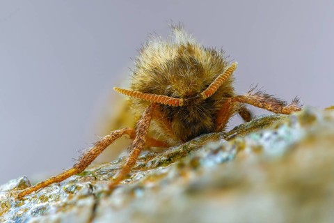 Ampfer root borer, hepialus sylvina, mallow root spinner, orange swift, triodia sylvina, root