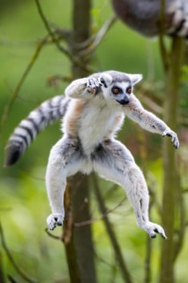 Ring-tailed lemur (Lemur catta) jumping from a branch, captive, Germany