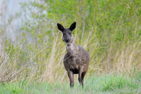 European roe deer (Capreolus capreolus), black roe deer, doe, Lower Saxony, Germany