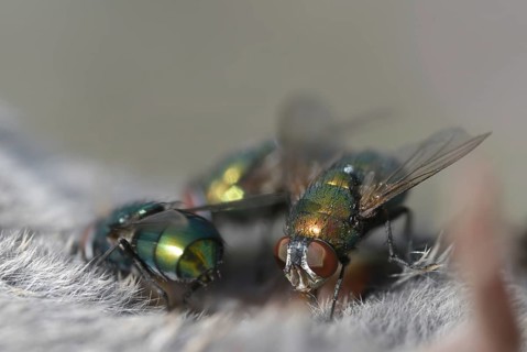Calliphoridae, goldfly, Lucilia spec., blowflies, diptera, insects, two-winged birds