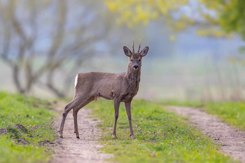 European roe deer (Capreolus capreolus) adult buck, male in winter coat standing on track, dirt
