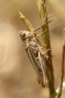 Acrididae, caelifera, field locusts, gomphocerinae, short-feeler, nightingale grasshopper,