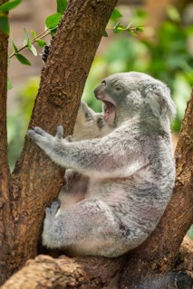 Koala (Phascolarctos cinereus) sitting on a tree, captive, distribution South Australia, Australia,