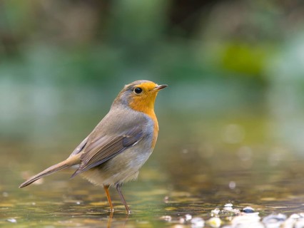 A robin (Erithacus rubecula) standing in shallow water, Hesse, Germany