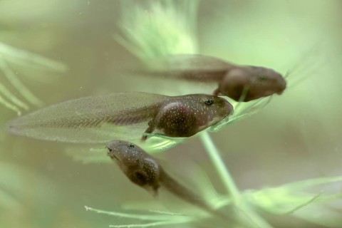 Common frog, common frog, rana temporaria, amphibians, amphibians, one week old, frog, frogs, young