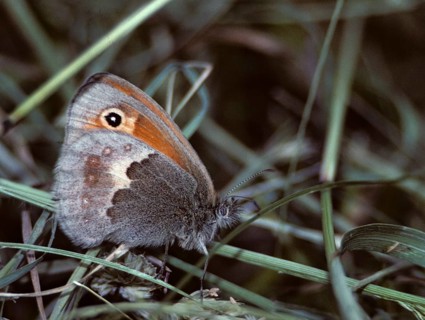 Coenonympha Pamphilus, common meadowbird, small heath, meadbird, butterfly, insects, butterfly,