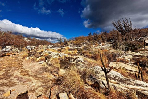 Extensive, dry landscape with cacti under blue skies, the thornshrub savanna in the Caatinga
