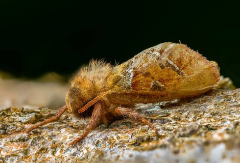 Ampfer root borer, hepialus sylvina, mallow root spinner, orange swift, triodia sylvina, root