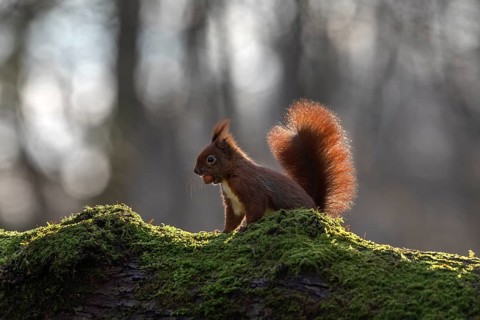 The sharp gnawing teeth of the squirrel (Sciurus vulgaris) can be seen against the light, sweet,