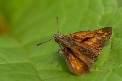 Ochlodes sylvanus, ochlodes venatus, rust-spotted thighead, butterfly, thighead, insects,