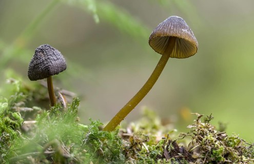 Green-edged helmet, mycena viridimarginata, olive-brown helmet, fungi, fungi, mushrooms