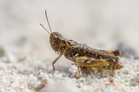 Acrididae, caelifera, common club grasshopper, spotted club scare, gomphocerinae, club scare,