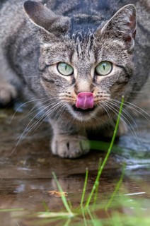 Carnivora, Felis Silvestris forma catus, house cat, predators, bath, bird bath, cat, domesticated
