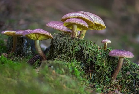 Wood Knight, Plums and Custard, Purple-Felted Wood Knight, Red-Haired Agaric, Reddish Wood Knight,