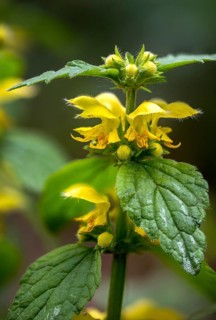 Real golden nettle, galleobdolone luteum, golden deaf nettle, golden nettle, lamiaceae, lamium