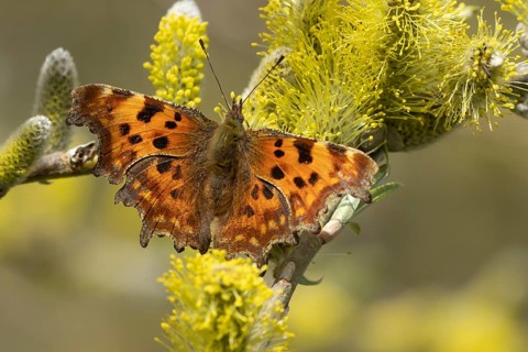 Comma butterfly (Polygonia c-album) adult insect feeding on Goat willow (Salix caprea) blossom in