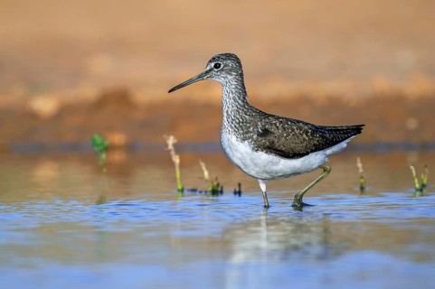 Green sandpiper (Tringa ochropus) adult in summer plumage foraging along lake shore in spring
